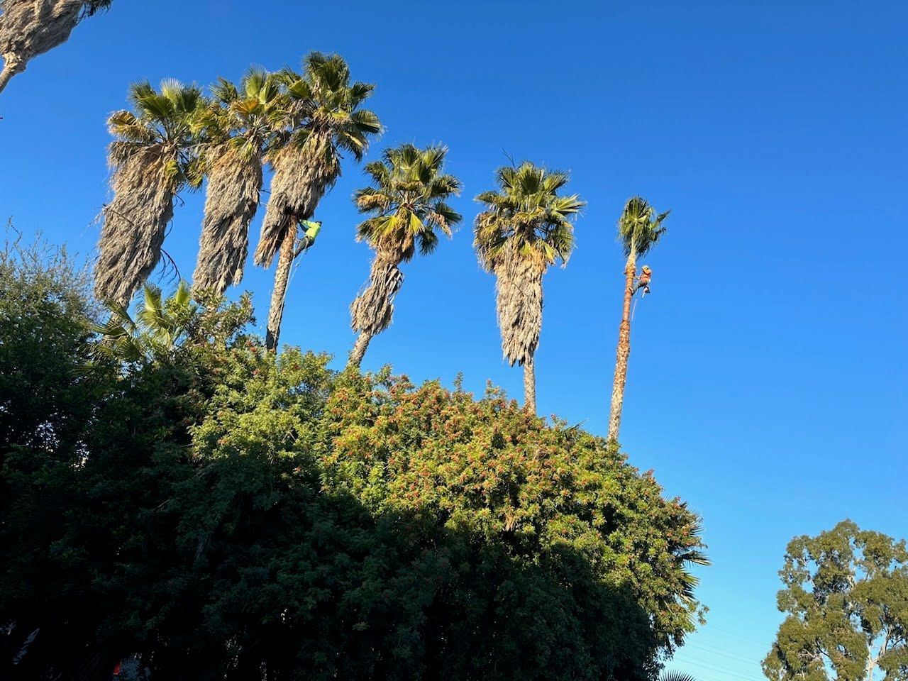 Tall palm trees above dense green foliage against a clear blue sky