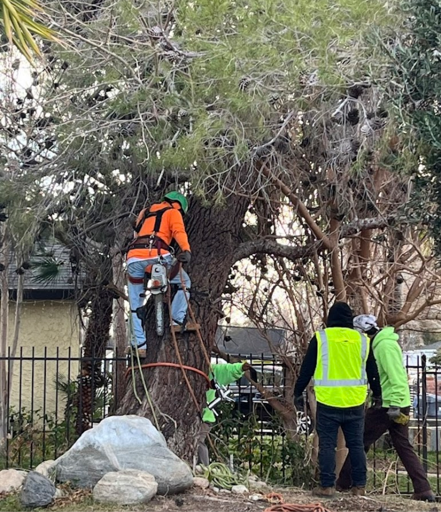 Workers in safety vests trim a large tree in a fenced yard.