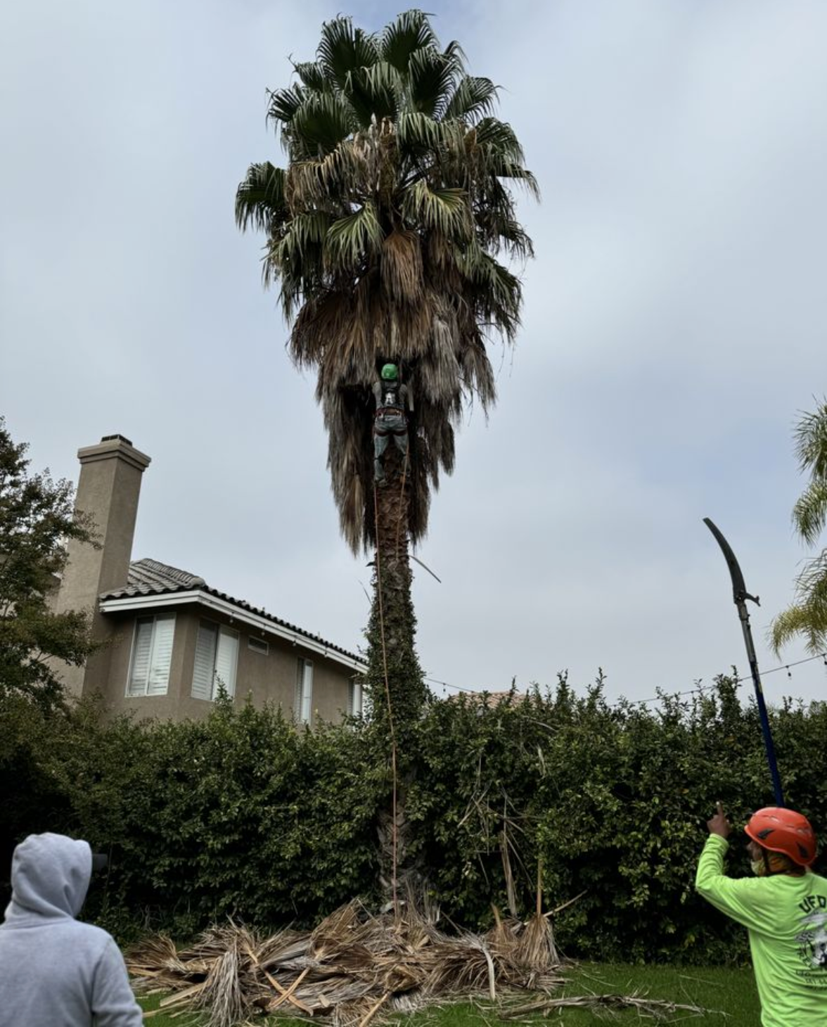 Tall palm tree being trimmed in a yard, with a worker in an orange helmet reaching up.