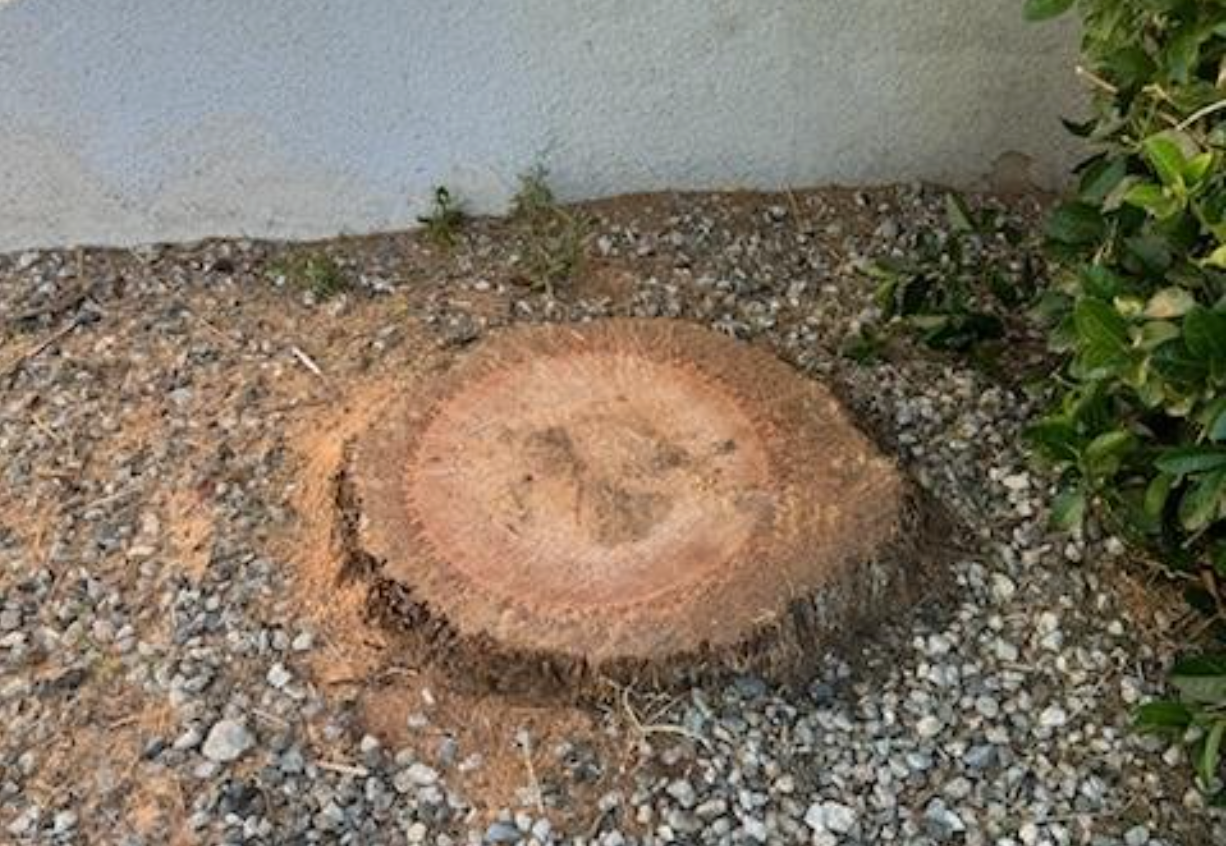Freshly cut tree stump on gravel beside a wall, with orange-brown rings and sawdust around it