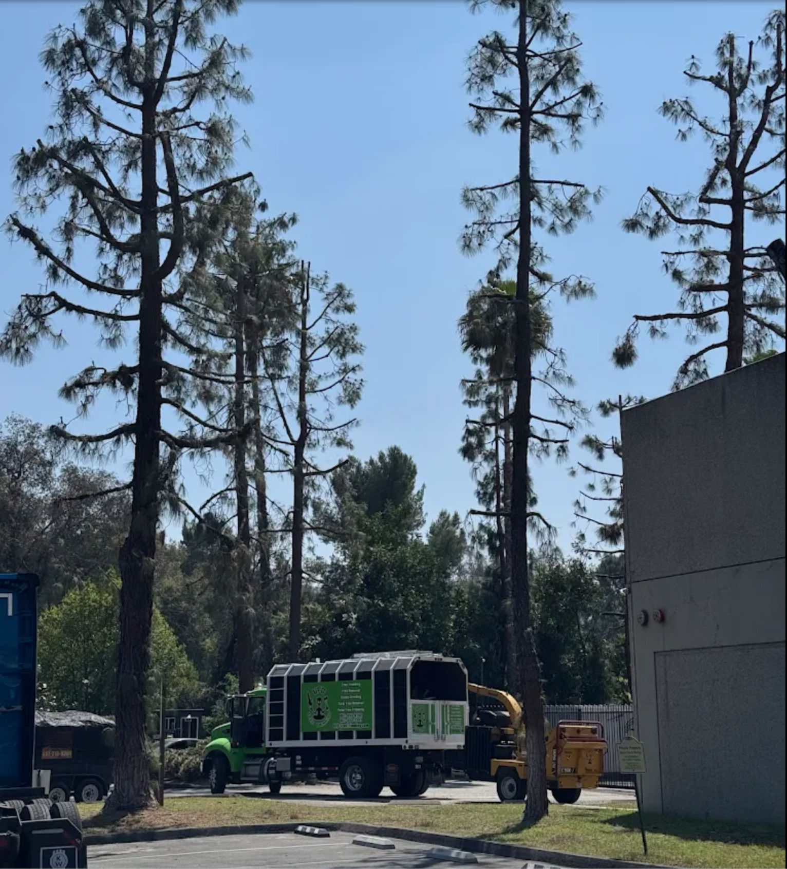 Green utility truck parked among tall pine trees beside a gray building under a clear blue sky.