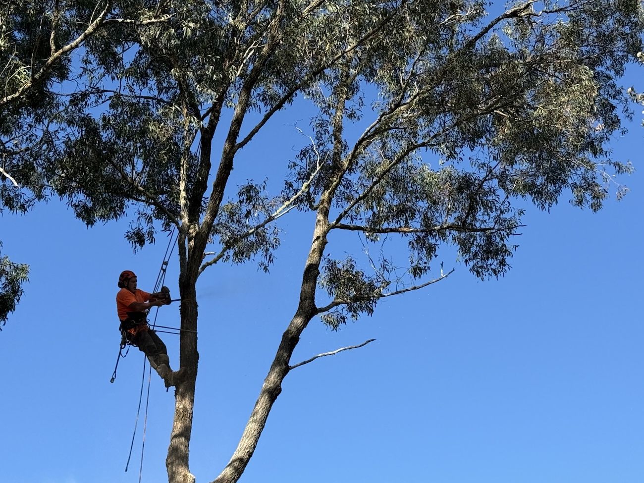 A Man Is Climbing Up A Tree With A Chainsaw — Alex's Vegetation in Port Macquarie, NSW