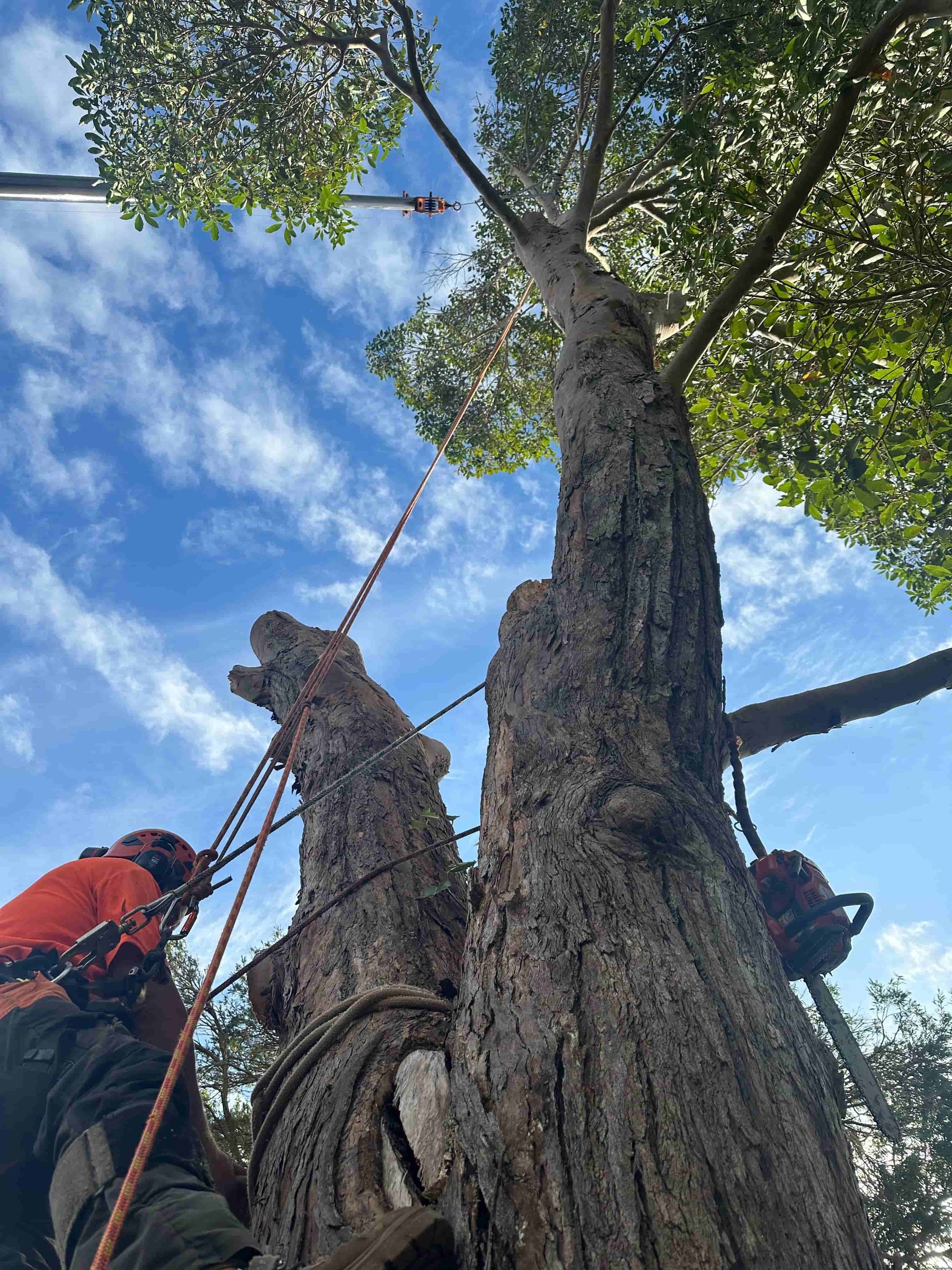 A Man Is Climbing A Tree With Ropes Attached — Alex's Vegetation in Port Macquarie, NSW