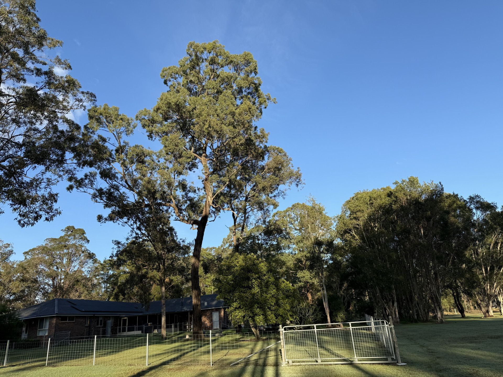 Tree's on a Property — Alex's Vegetation in Port Macquarie, NSW