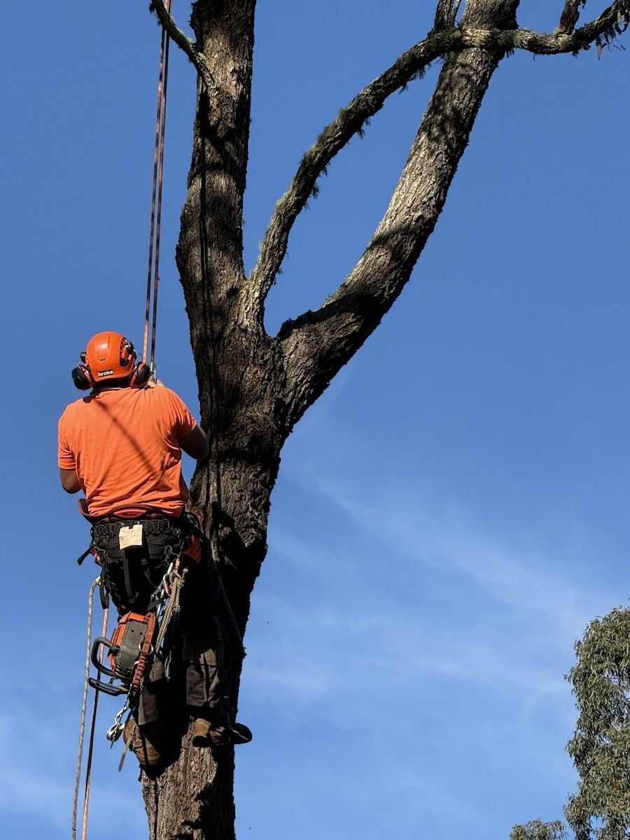 A Man In Safety Straps Attached To A Large Tree — Alex's Vegetation in Port Macquarie, NSW