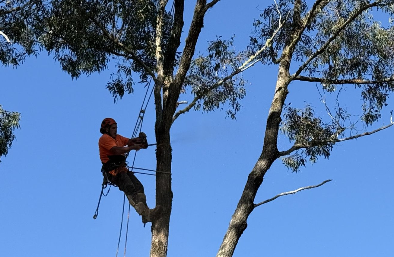 A Man Is Cutting A Tree With A Chainsaw — Alex's Vegetation in Port Macquarie, NSW