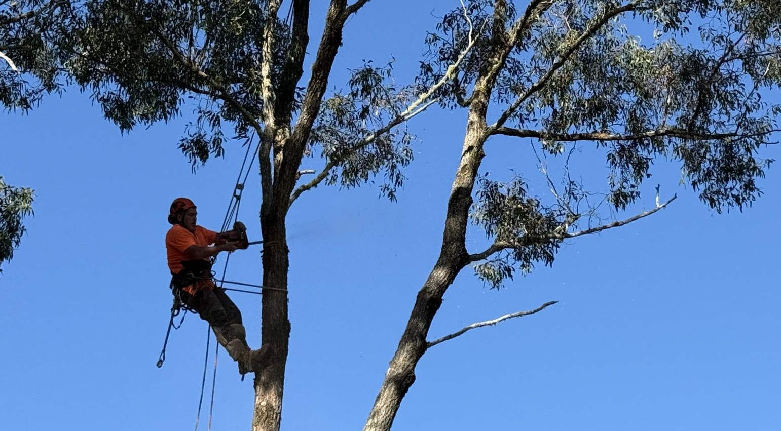 A Man Is Climbing Up A Tree With A Chainsaw cutting the tree— Alex's Vegetation in Port Macquarie, NSW