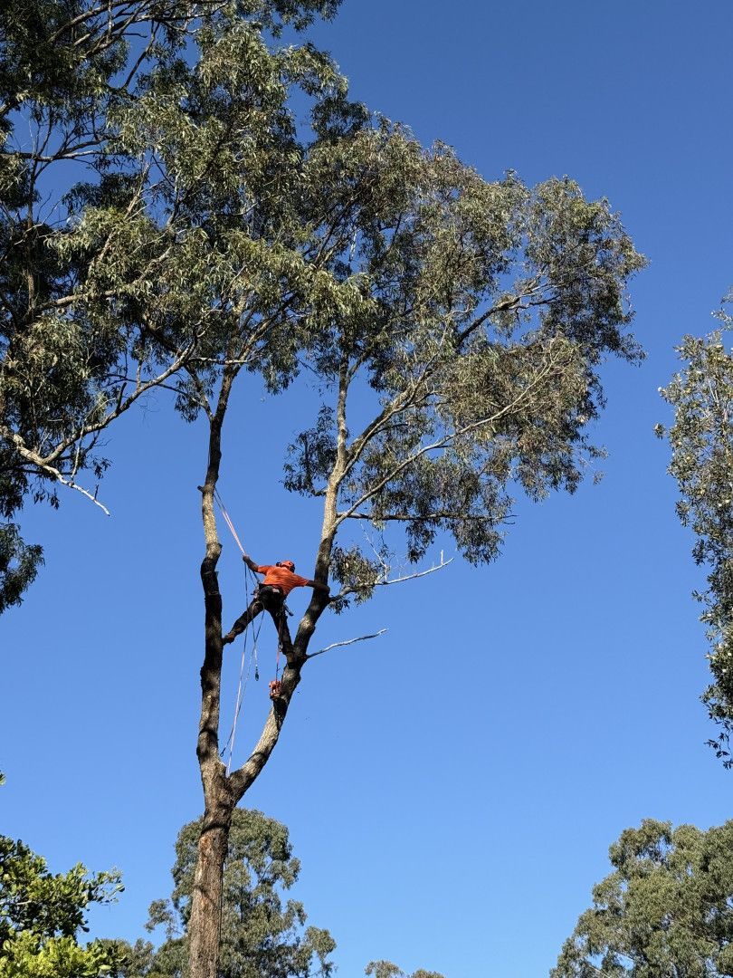 A Man Is Standing between tree;s to cut it down — Alex's Vegetation in Port Macquarie, NSW