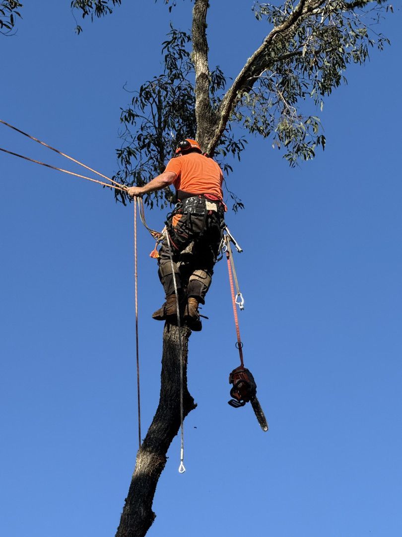 Tree's on a property — Alex's Vegetation in Port Macquarie, NSW