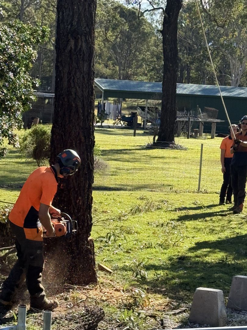 Crew working to remove tree's — Alex's Vegetation in Port Macquarie, NSW