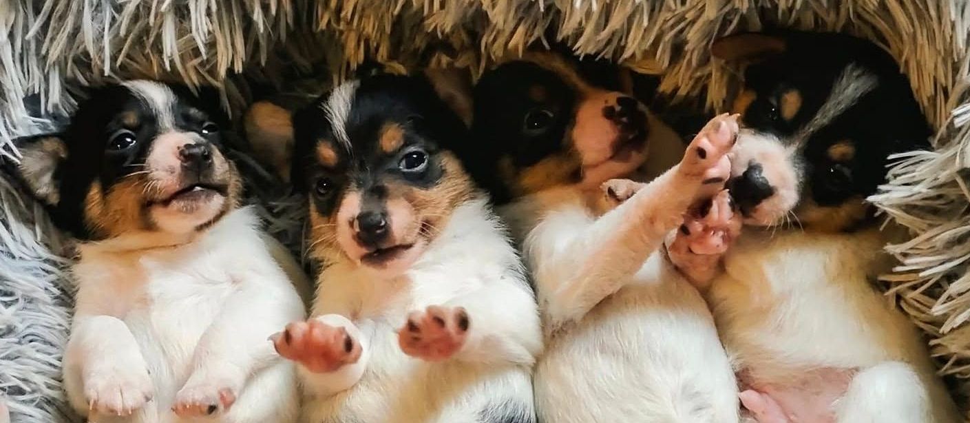 Puppies Tenterfieldinterrieri