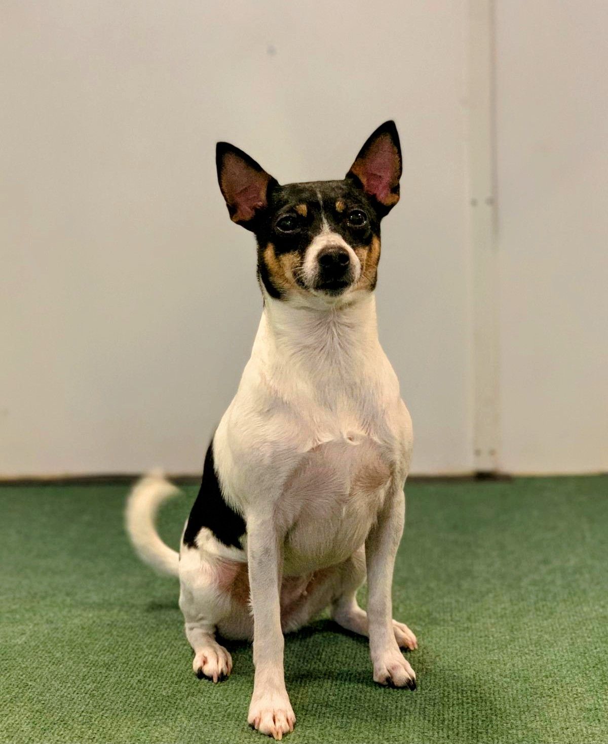 Sheeba Tenterfieldinterrieri