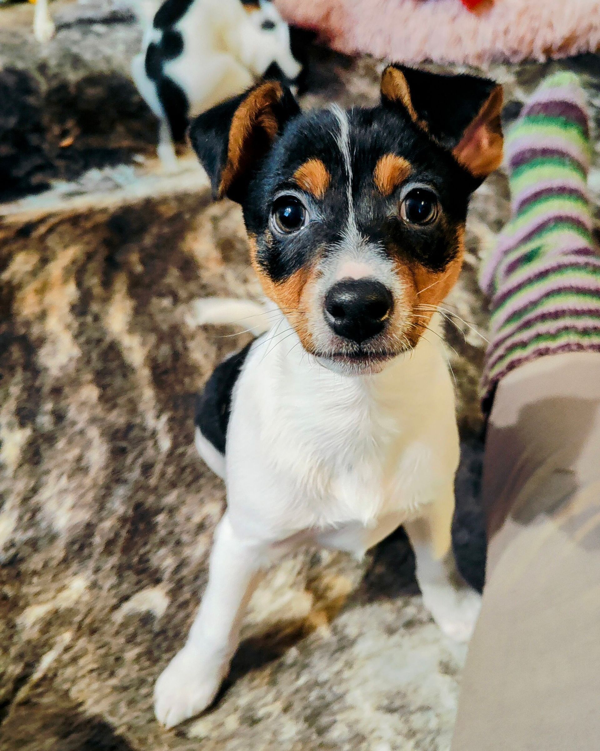 Puppy