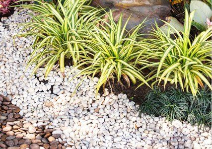 Drought Tolerant Design