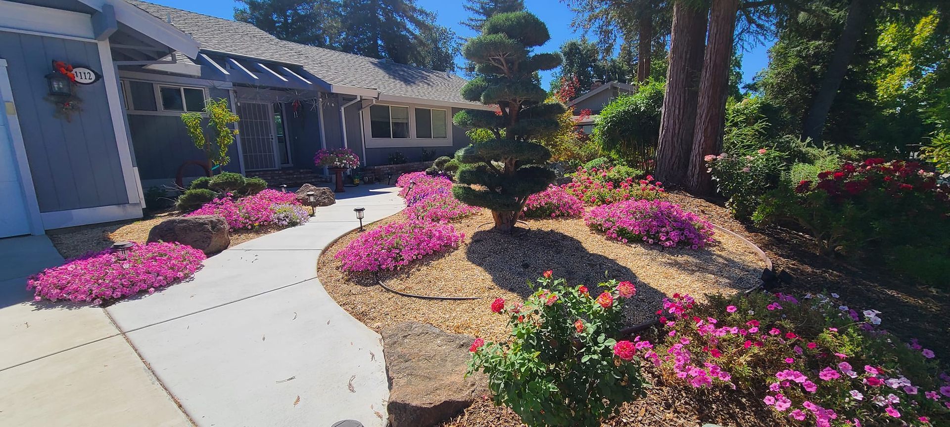Sunny front yard with pink flowers, desert landscaping, and a curved walkway beside a house