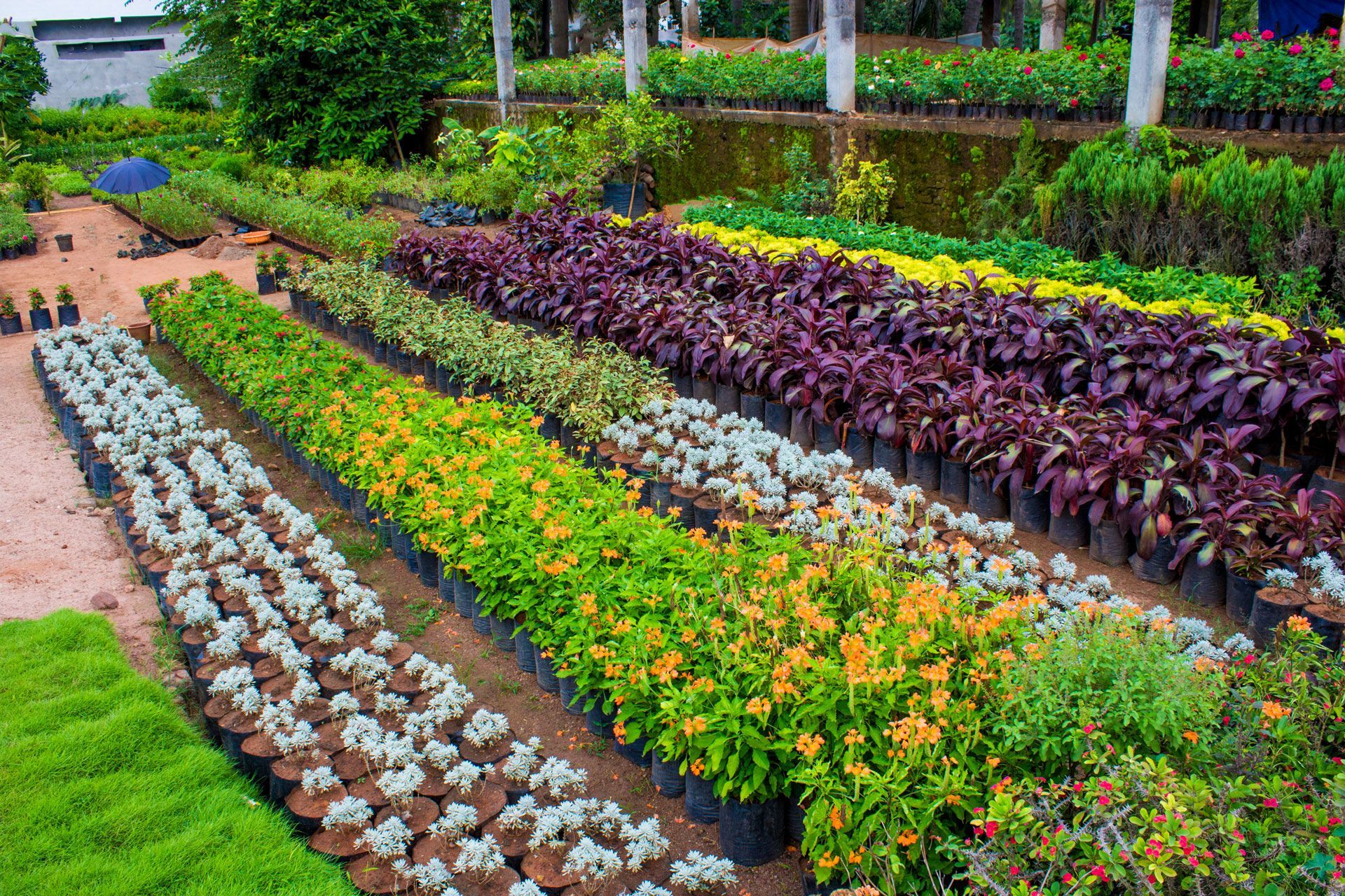 Colorful flower beds in a landscaped garden with rows of purple, yellow, orange, and white plants