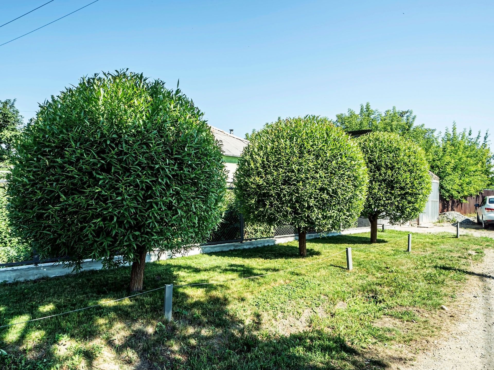 Row of trimmed green trees along a sunny roadside path under a clear blue sky
