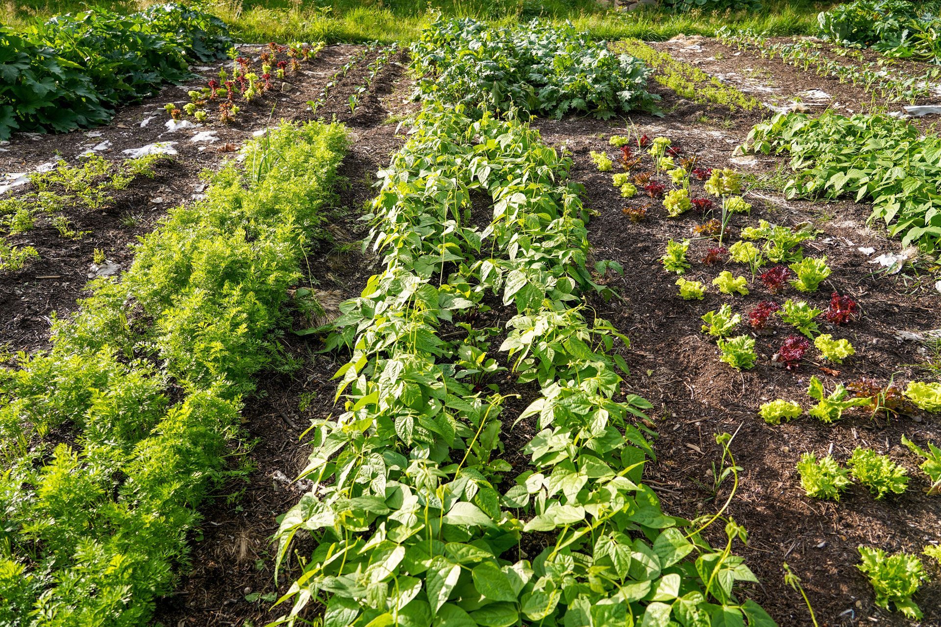 Rows of leafy green vegetables growing in a sunlit garden bed with dark soil