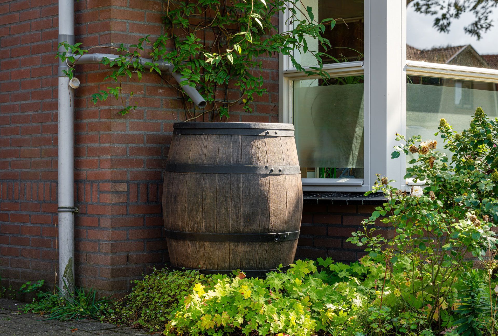 Wooden barrel planter beside a brick house wall and window, surrounded by green shrubs.