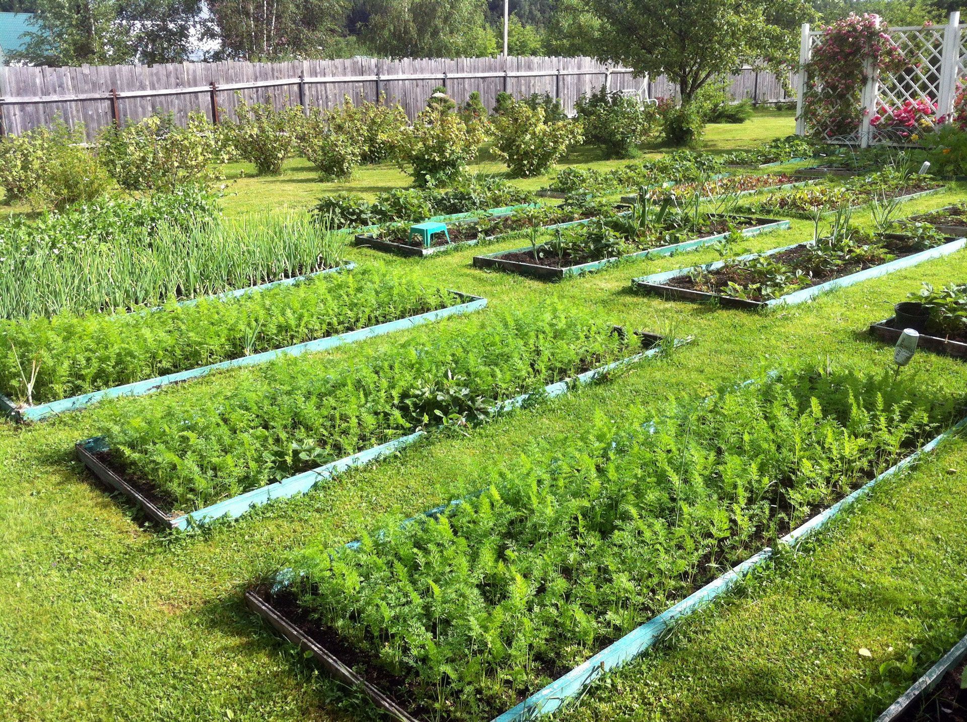 Community garden with raised beds of green plants in bright sunlight