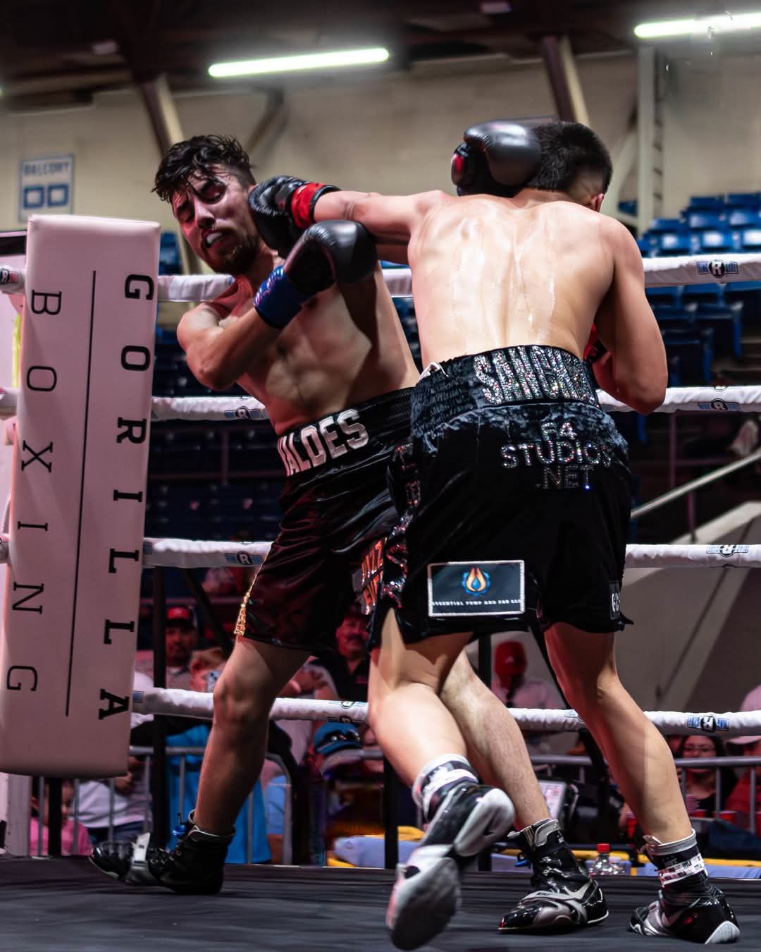 Two boxers spar in a ring; one lands a punch near the corner post.