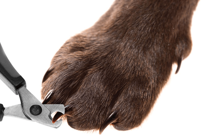 clipping dog's nails