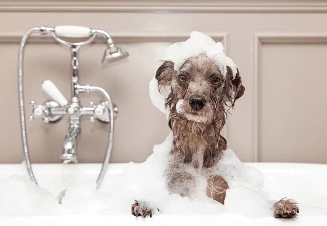 soapy dog in a bath