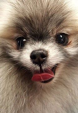 closeup of a small furry dog