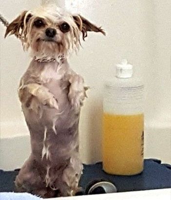 dog receiving a bath next to a shampoo bottle