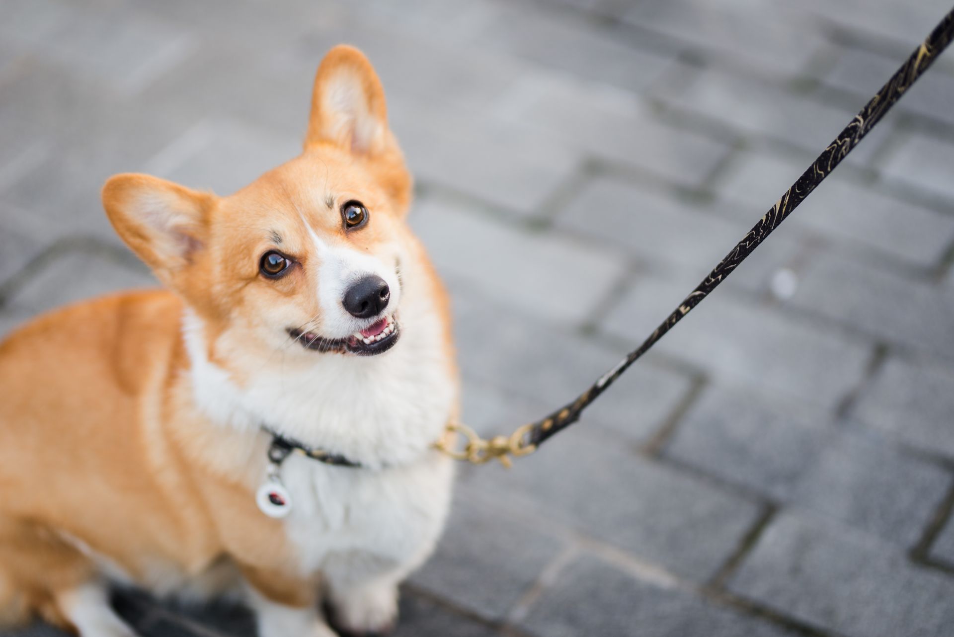 A brown and white dog is sitting on a leash on a brick sidewalk.