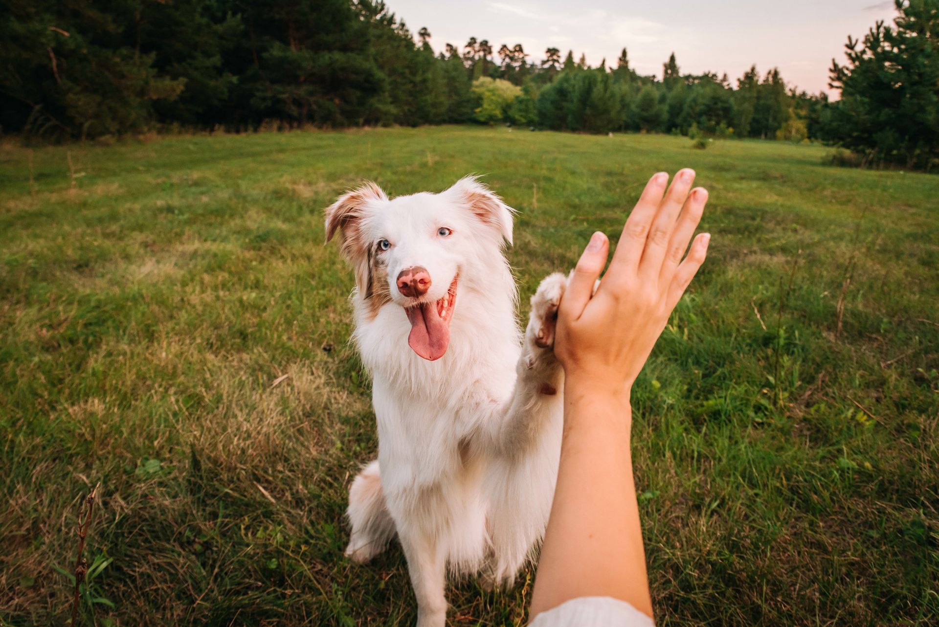 A person is giving a high five to a white dog in a field.