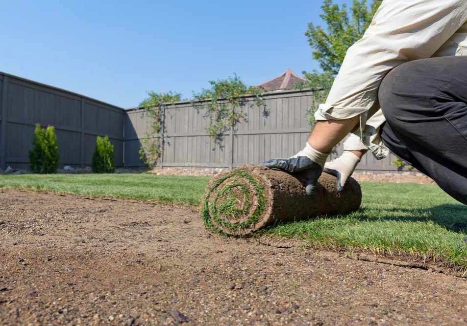 Person laying sod in a backyard, rolling fresh grass over dirt beside a wooden fence.