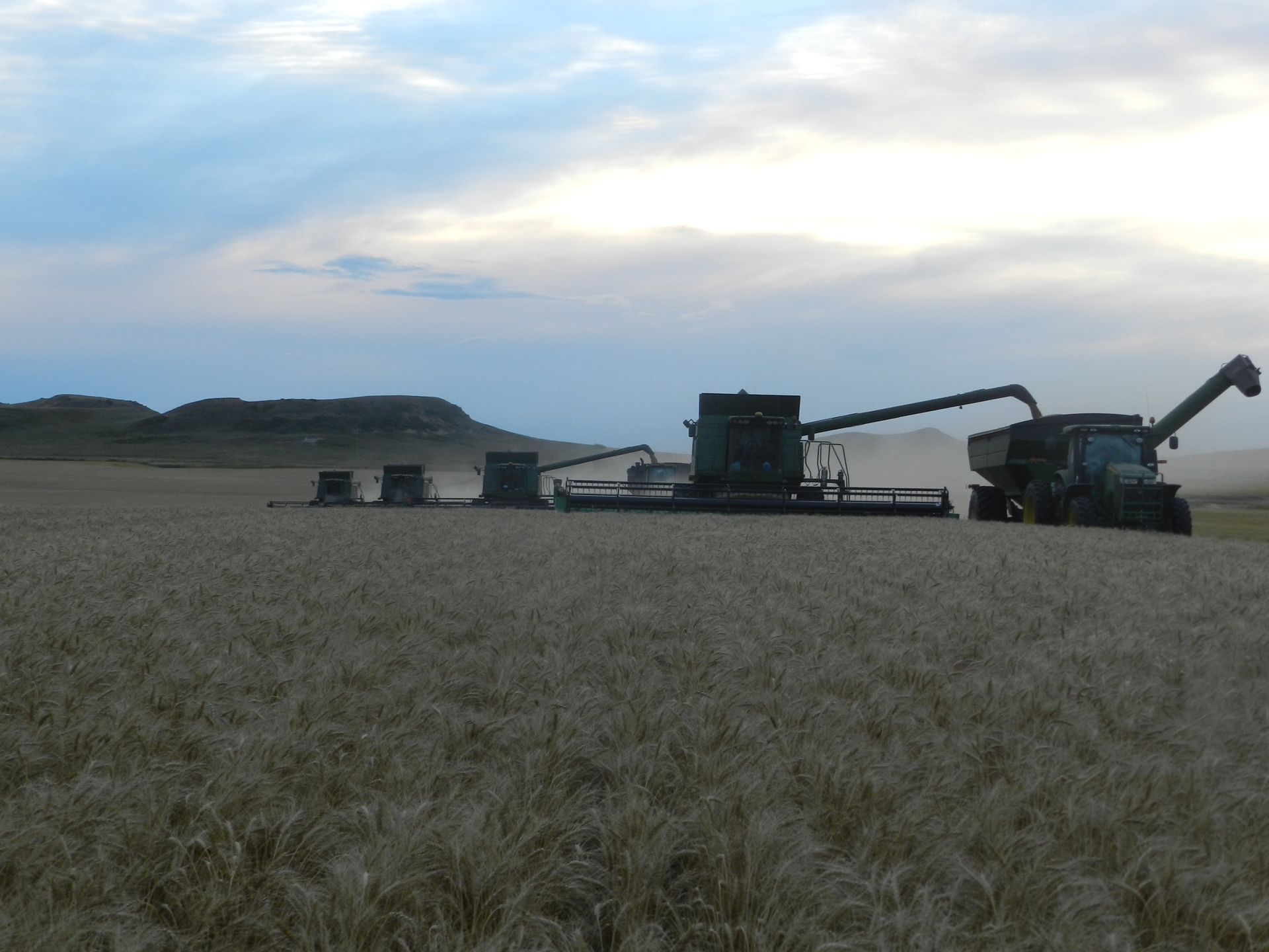 A combine harvester is in the middle of a wheat field