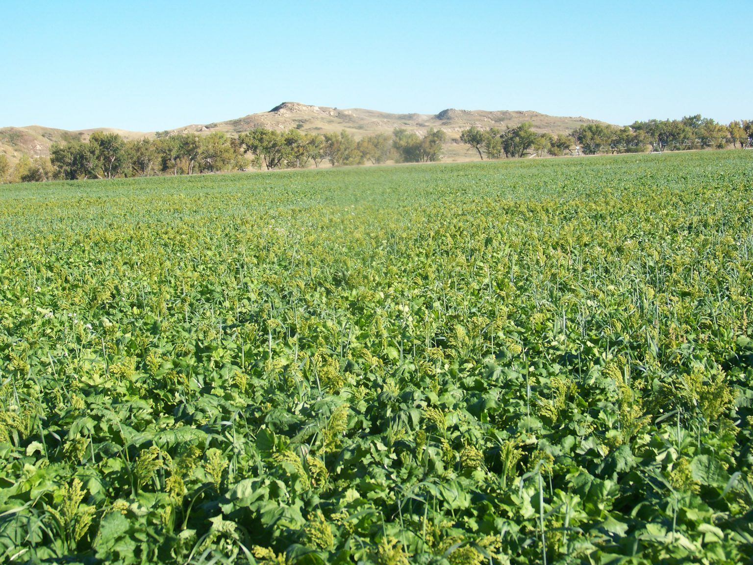 A field of green plants with mountains in the background