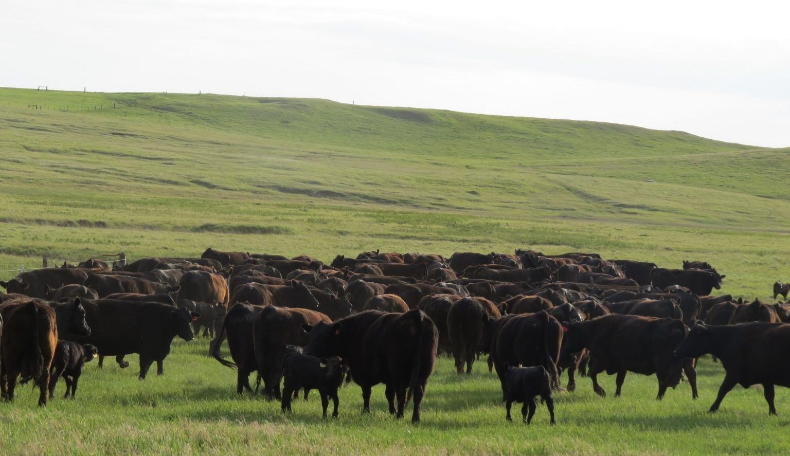 A herd of cattle are grazing in a grassy field