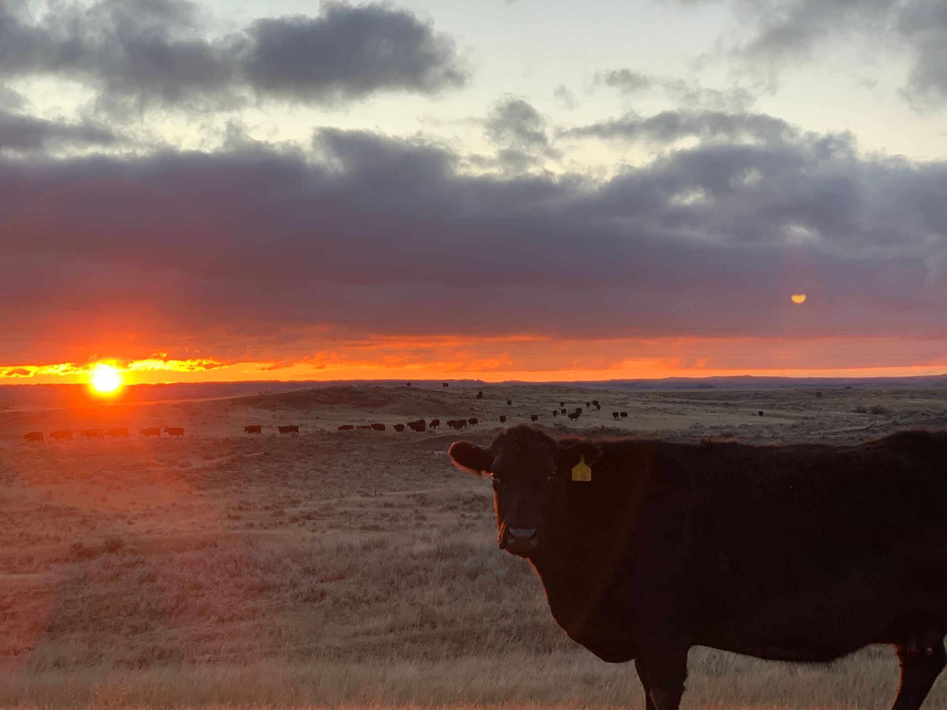 A cow is standing in a field at sunset.