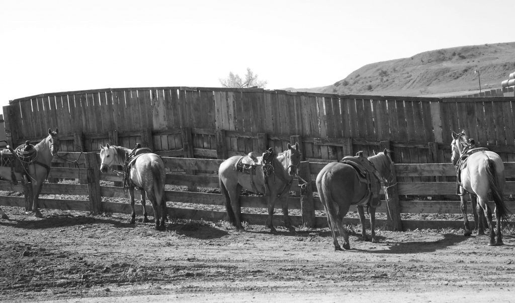 A black and white photo of a herd of horses grazing in a field.