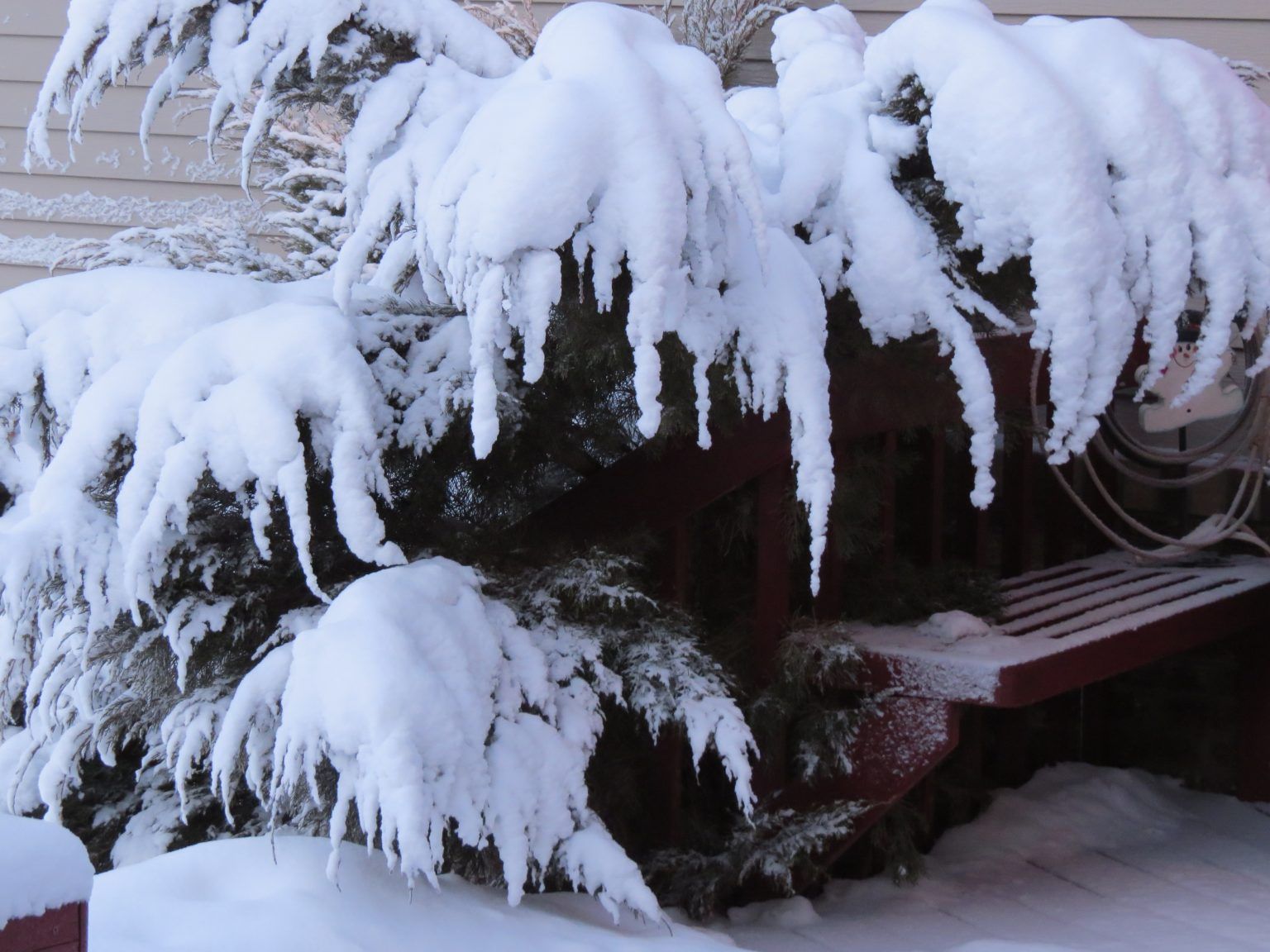 A snowy tree with icicles hanging from it