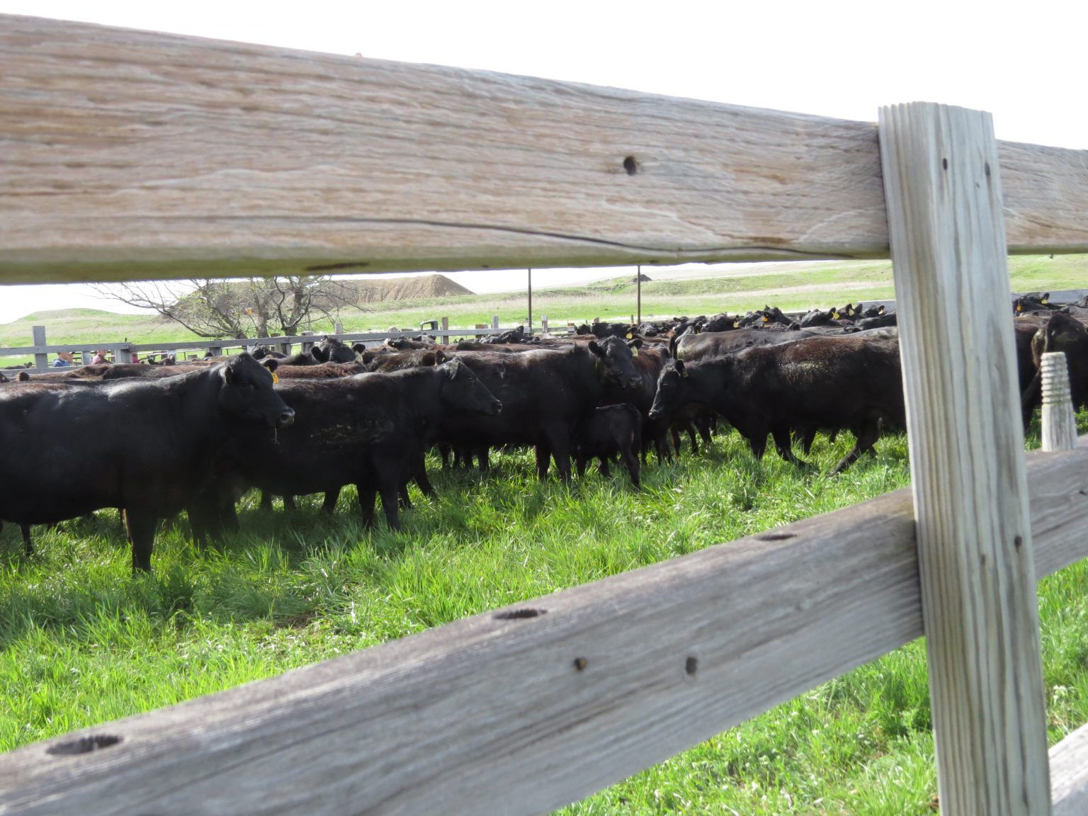 A herd of cows behind a wooden fence in a grassy field