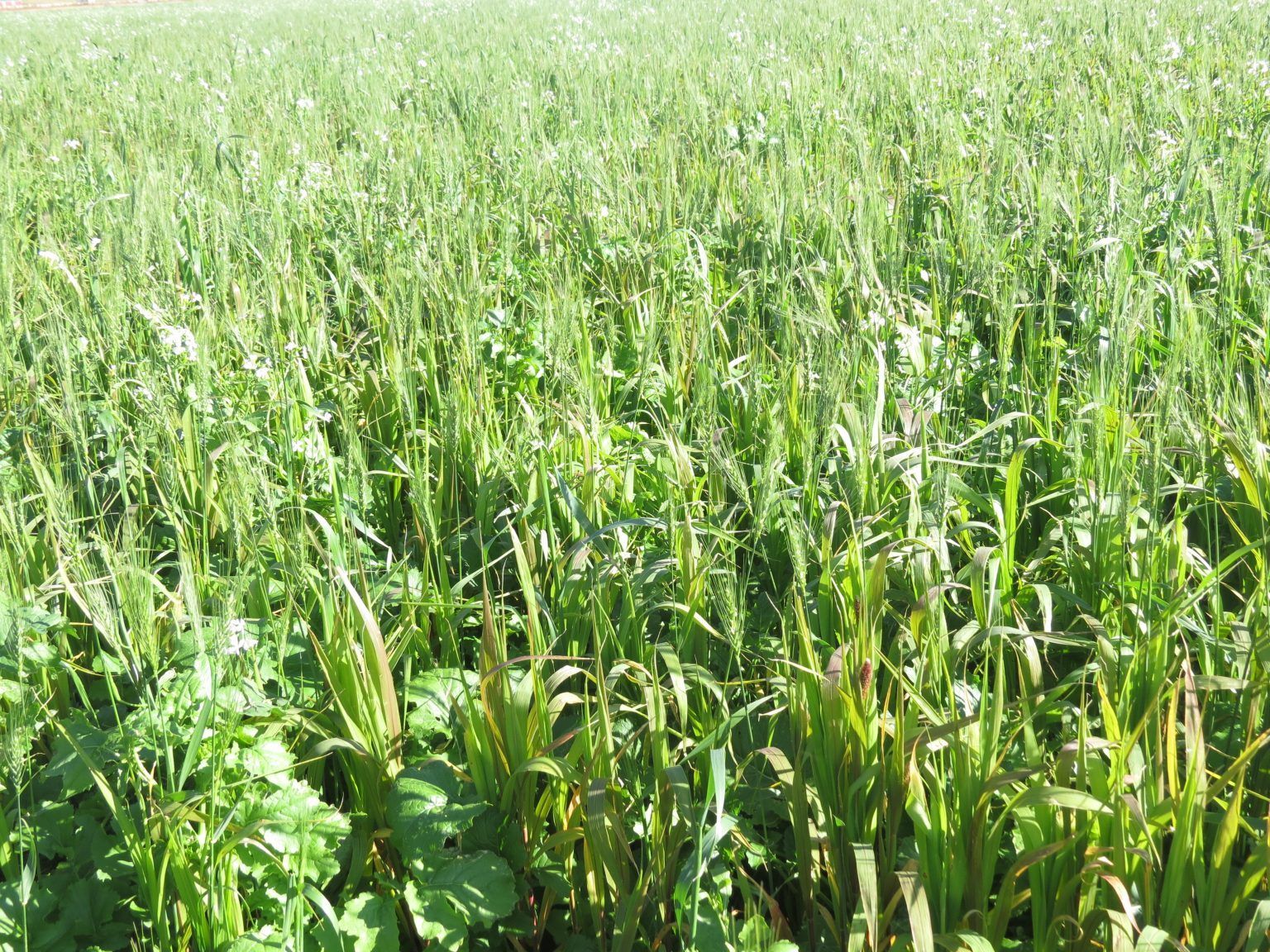 A field of green grass with a lot of plants in it