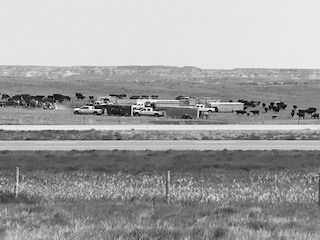 A black and white photo of cows and trucks in a field.