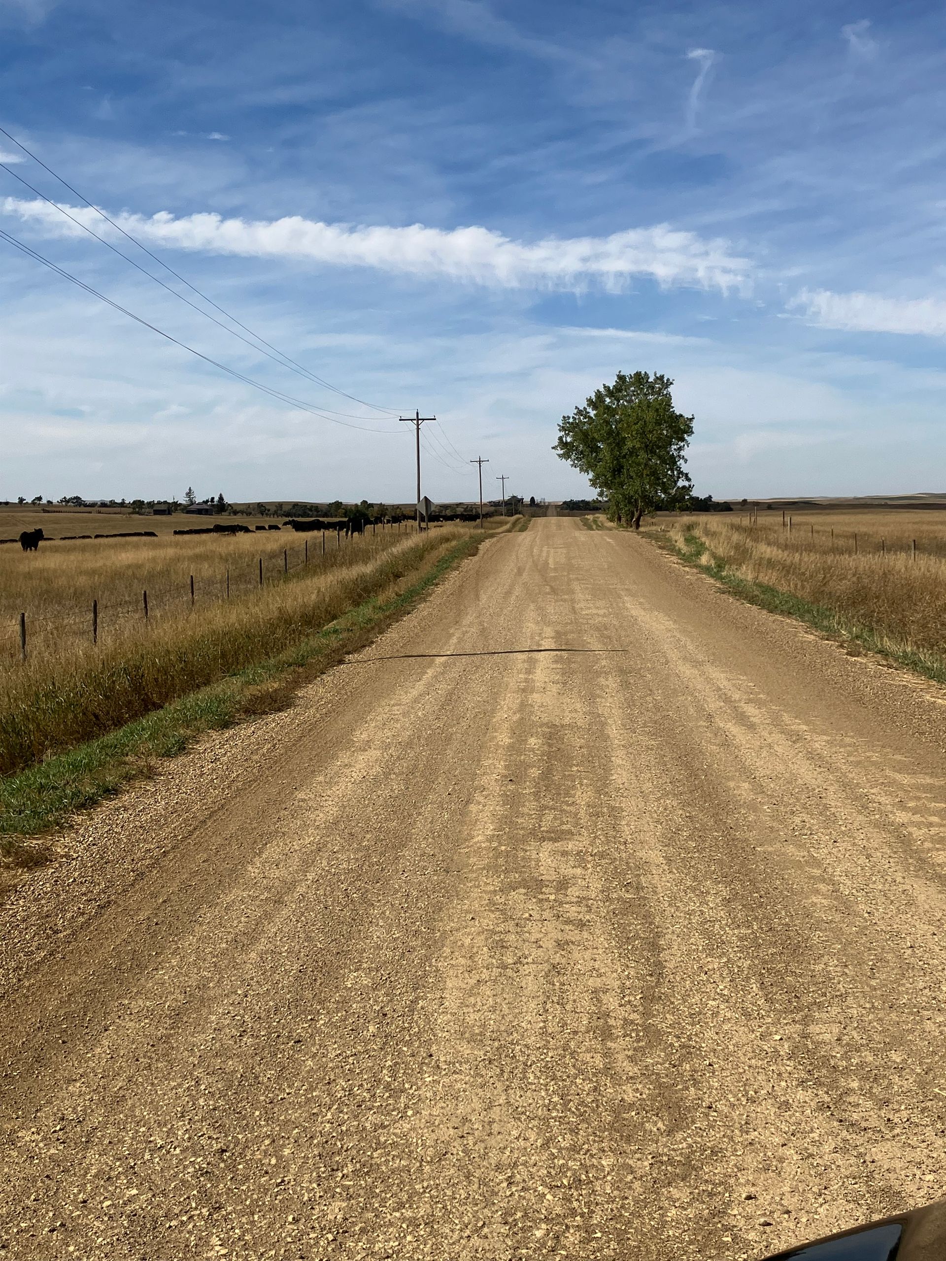 A dirt road going through a field with a tree in the middle
