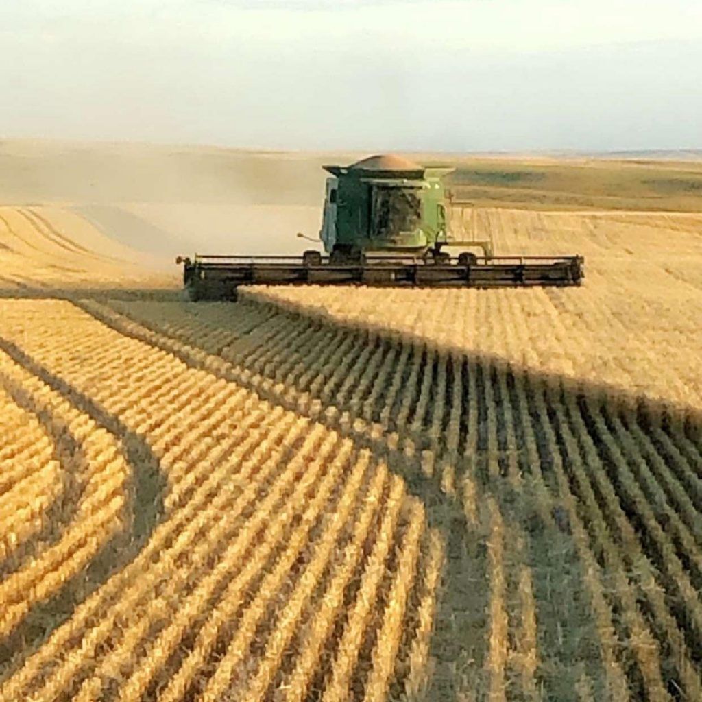 A combine harvester is working in a field of wheat.