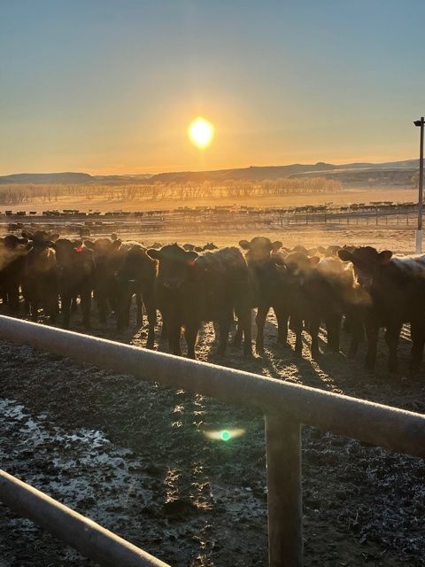 A herd of cows are standing in a field at sunset.