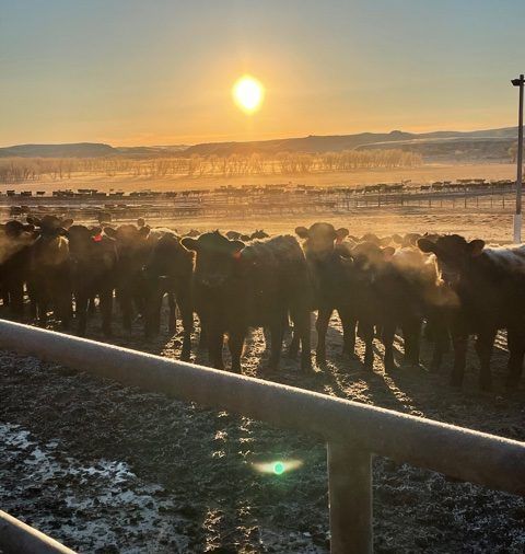 A herd of cows standing in a field at sunset