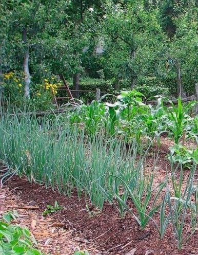 A garden filled with lots of plants and trees.