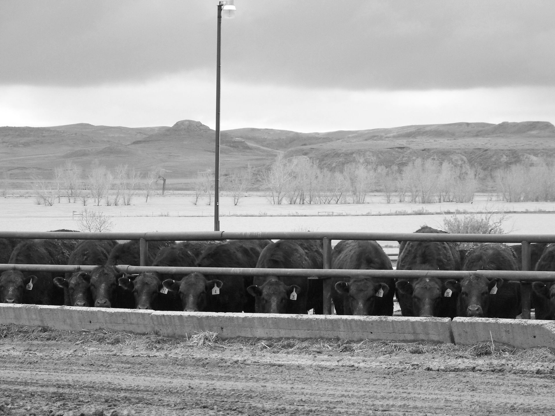 A black and white photo of a herd of cattle behind a fence.