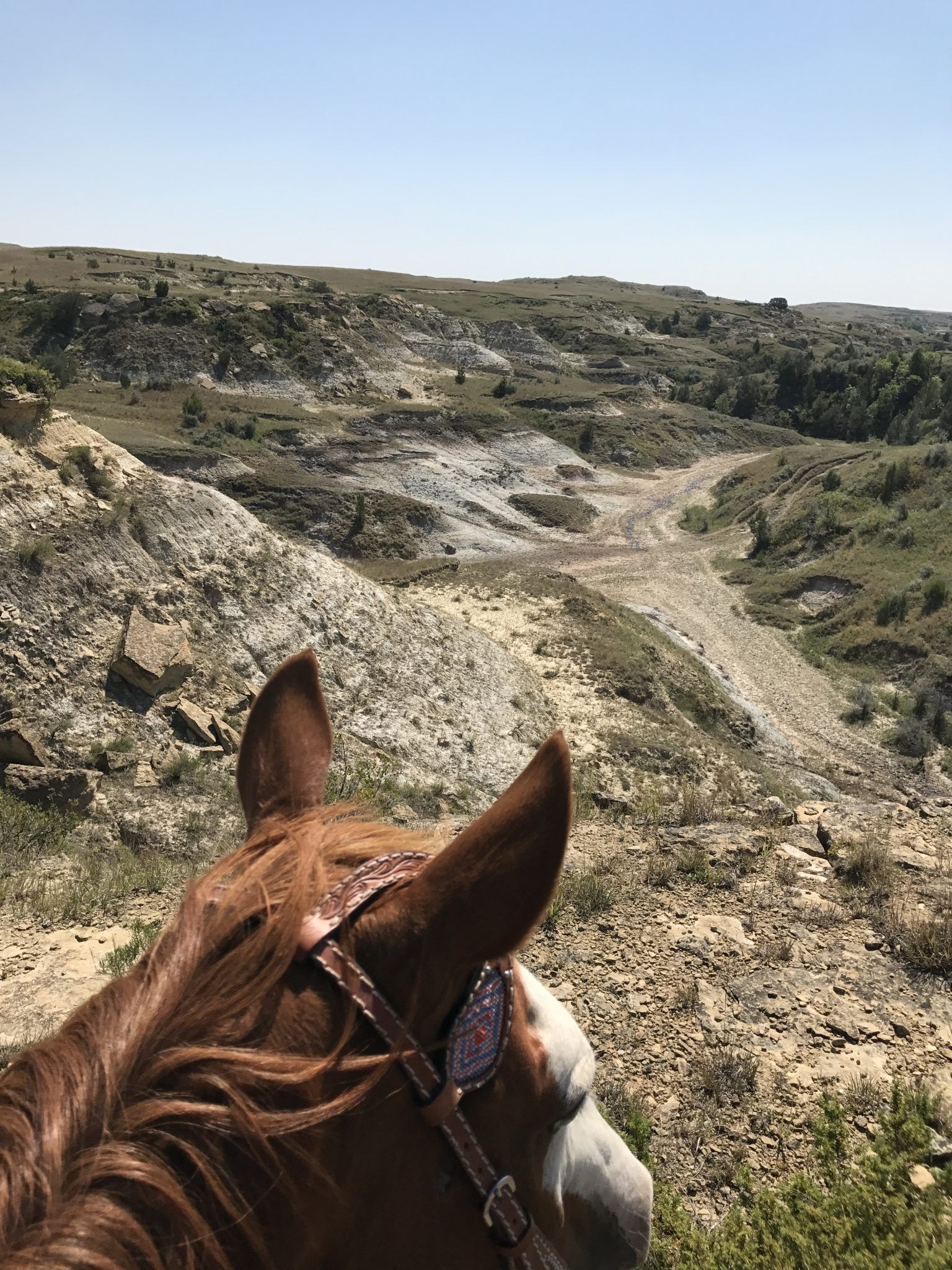 A horse wearing sunglasses is looking out over a valley.
