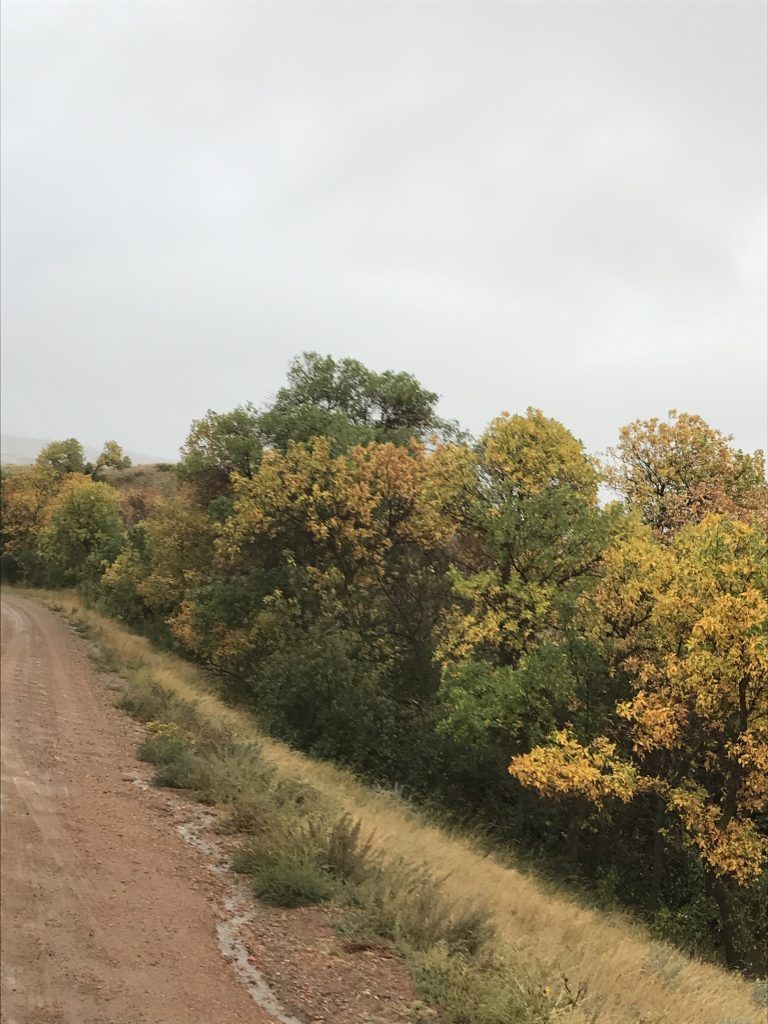 A dirt road with trees on the side of it
