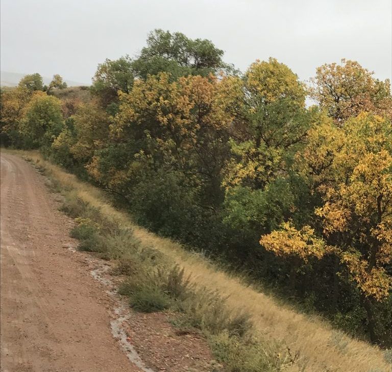 A dirt road with trees on the side of it